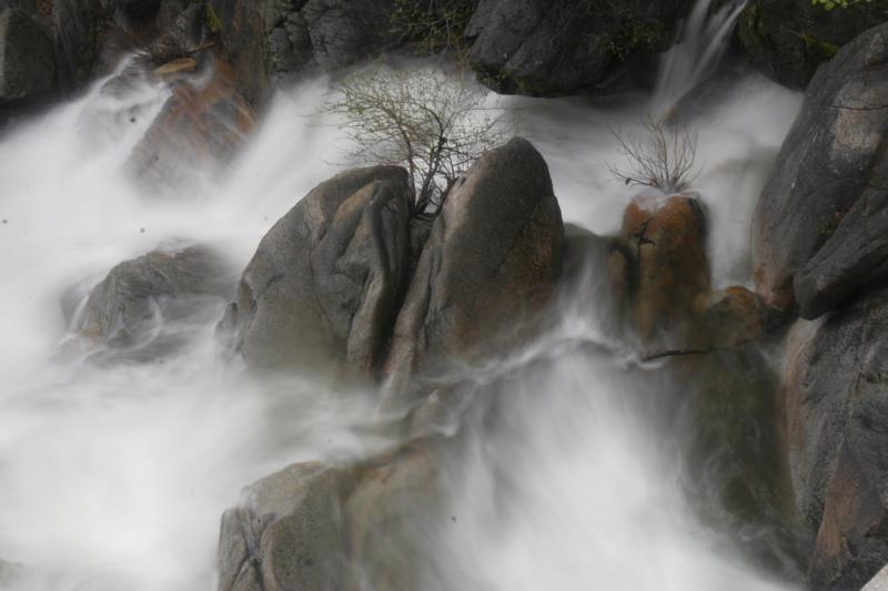 charlie's tree Yosemite - 